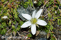Bewimpertes Sandkraut (Arenaria ciliata) (C202743)