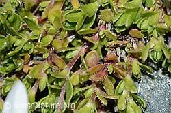 Bewimpertes Sandkraut (Arenaria ciliata) (C202748)