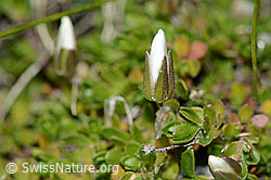 Bewimpertes Sandkraut (Arenaria ciliata) (C202750)