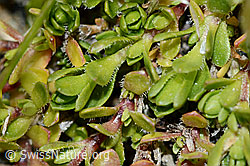Bewimpertes Sandkraut (Arenaria ciliata) (C202758)