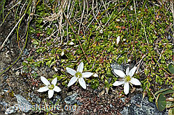 Bewimpertes Sandkraut (Arenaria ciliata) (C202783)