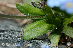Myosotis alpestris (C202804)