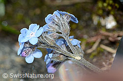 Myosotis alpestris (C202809)