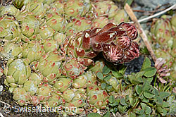 Spinnweb-Hauswurz (Sempervivum arachnoideum) (C202829) Spinnweb-Hauswurz (Sempervivum arachnoideum) (C202829)