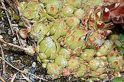 Spinnweb-Hauswurz (Sempervivum arachnoideum) (C202831) Spinnweb-Hauswurz (Sempervivum arachnoideum) (C202831)