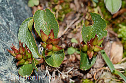 Kraut-Weide (Salix herbacea) (06.08.2021, C202939)