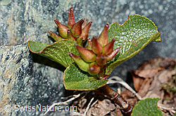Kraut-Weide (Salix herbacea) (06.08.2021, C202943)