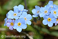 Alpen-Vergissmeinnicht (Myosotis alpestris) (C202946)