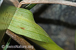 Grüne Hohlzunge (Coeloglossum viride) (C202975)