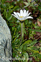 Gewöhnliche Alpenmargerite (Leucanthemopsis alpina) (06.08.2021, C202988)