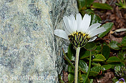 Leucanthemopsis alpina (C202989)