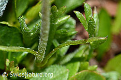 Leucanthemopsis alpina (C202991)