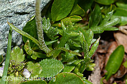 Leucanthemopsis alpina (C202993)