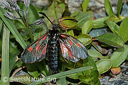 C203018: Alpen-Widderchen (Zygaena exulans).