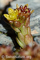 Alpen-Mauerpfeffer (Sedum alpestre) (C203030) Alpen-Mauerpfeffer (Sedum alpestre) (C203030)