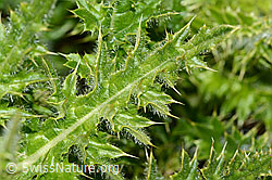 Cirsium spinosissimum (C203041)