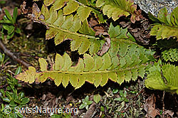 Lanzenfarn (Polystichum lonchitis) (06.08.2021, C203063)