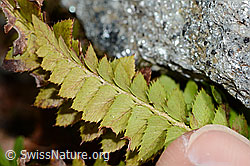 Lanzenfarn (Polystichum lonchitis) (C203064) Lanzenfarn (Polystichum lonchitis) (C203064)