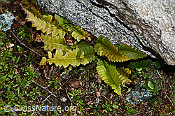 Lanzenfarn (Polystichum lonchitis) (06.08.2021, C203066)
