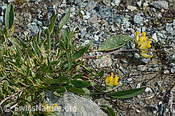 Alpen-Wundklee (Anthyllis vulneraria ssp. alpestris) (06.08.2021, C203067)