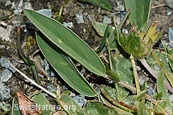 Alpen-Wundklee (Anthyllis vulneraria ssp. alpestris) (C203075)