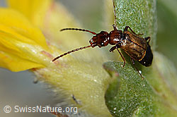 Laufkäferartiger Kurzflügler (Anthophagus caraboides) auf Alpen-Wundklee (Anthyllis vulneraria ssp. alpestris)