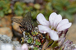 Helina reversio (Echte Fliege) an Kriechendem Gipskraut (Gypsophila repens) (C203135)