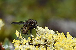 Helina reversio (Echte Fliege) (C203147)