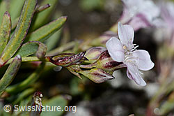 Kriechendes Gipskraut (Gypsophila repens) (C203153) Kriechendes Gipskraut (Gypsophila repens) (C203153)