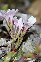 Kriechendes Gipskraut (Gypsophila repens) (C203154) Kriechendes Gipskraut (Gypsophila repens) (C203154)