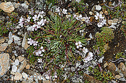 Kriechendes Gipskraut (Gypsophila repens) (C203158) Kriechendes Gipskraut (Gypsophila repens) (C203158)