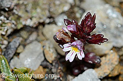 Zwerg-Augentrost (Euphrasia minima) (C203163)