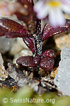 Zwerg-Augentrost (Euphrasia minima) (C203165)