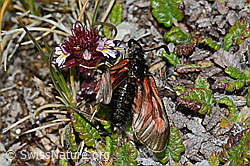 Alpen-Widderchen (Zygaena exulans) an Zwerg-Augentrost (Euphrasia minima) (C203178)