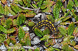 Foto: Raupe des Gelben Alpen-Flechtenbärs (Setina aurita)