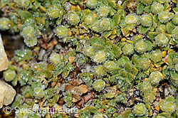 Alpen-Bruchkraut (Herniaria alpina) (C203240)