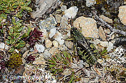 Nordische Gebirgsschrecke (Bohemanella frigida) (C203251)