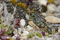 Nordische Gebirgsschrecke (Bohemanella frigida) (C203255)