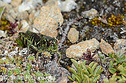 Nordische Gebirgsschrecke (Bohemanella frigida) (C203266)