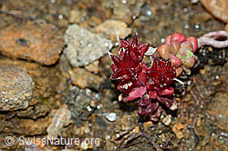 Dunkler Mauerpfeffer (Sedum atratum) (C203276) Dunkler Mauerpfeffer (Sedum atratum) (C203276)