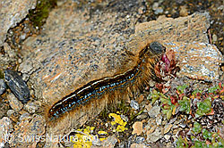 Alpen-Ringelspinner (Malacosoma alpicola) an Gegenblättrigem Steinbrech (Saxifraga oppositifolia) (C203337) Alpen-Ringelspinner (Malacosoma alpicola) an Gegenblättrigem Steinbrech (Saxifraga oppositifolia) (C203337)