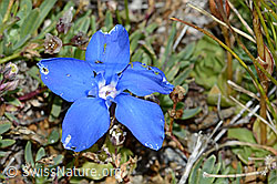Gentiana schleicheri (C203369)