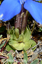 Gentiana schleicheri (C203371)