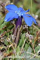 Gentiana schleicheri (C203376)