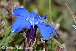 Gentiana schleicheri (C203377)