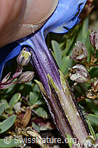 Gentiana schleicheri (C203381)