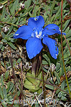 Gentiana schleicheri (C203382)