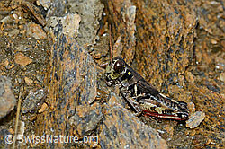 Nordische Gebirgsschrecke (Bohemanella frigida) (C203392)