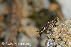 Malthodes flavoguttatus (Weichkäfer) (C203401)