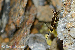 Malthodes flavoguttatus (Weichkäfer) (C203402)